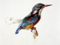 thumbnail Kingfisher