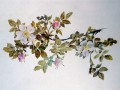 thumbnail Study of Wild Rose