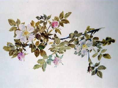 puzzle model Study of Wild Rose