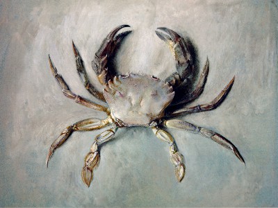 puzzle model Velvet Crab
