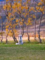 thumbnail White puppy