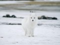 thumbnail White fox 1