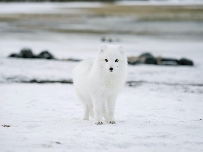 puzzle model White fox 1
