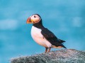 thumbnail Puffin