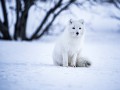 thumbnail White fox 2