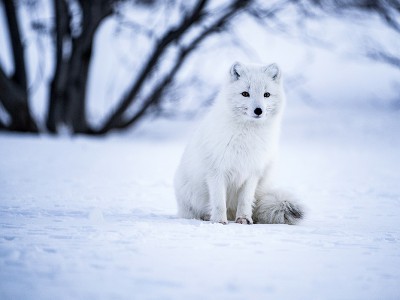 puzzle model White fox 2