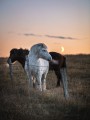 thumbnail Horses