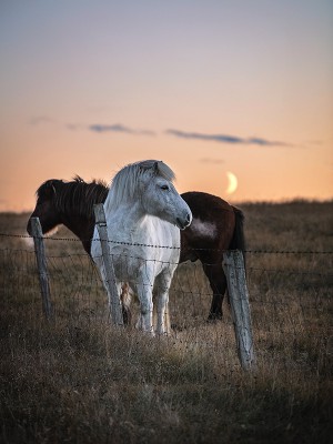 puzzle model Horses