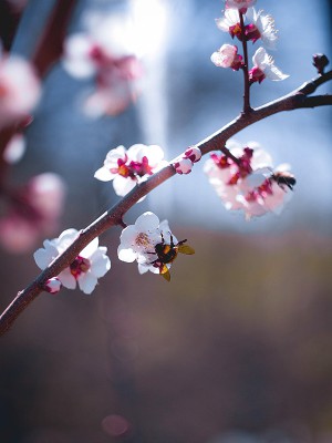 puzzle model Bee foraging