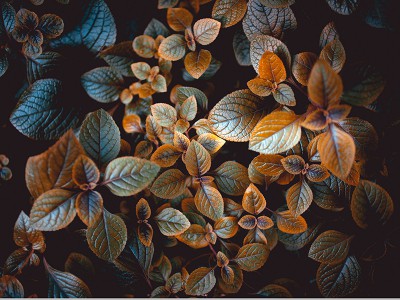puzzle model Autumn leaves