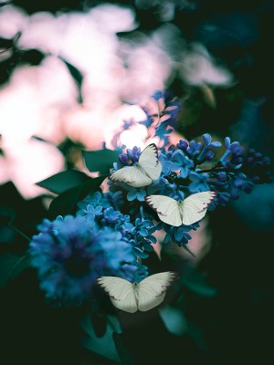 puzzle model White butterflies