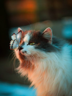 puzzle model The butterfly and the cat