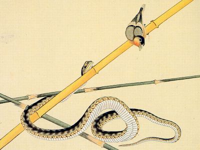 puzzle model Snake and Bird