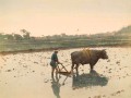 thumbnail Ploughing Rice Ground