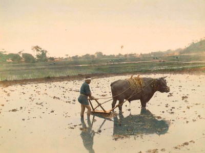 puzzle model Ploughing Rice Ground
