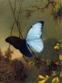 thumbnail Morpho Blue Butterfly