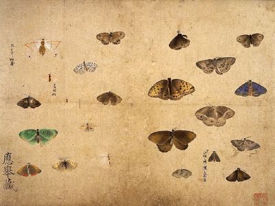 puzzle model Butterflies