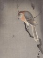 thumbnail Buffalo-Headed Shrike and Spider