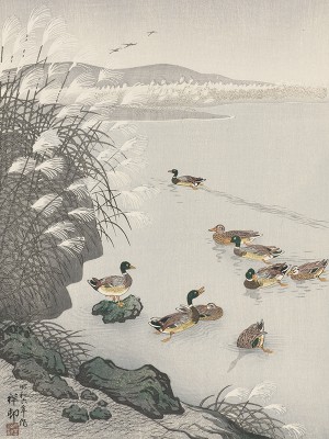 puzzle model Ducks in the Water
