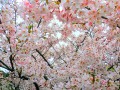 thumbnail Cherry trees in bloom