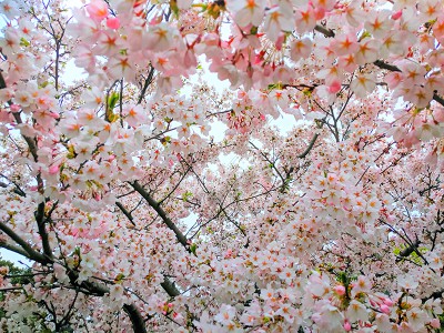 puzzle model Cherry trees in bloom