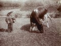 thumbnail Gardien de vache (Bretagne)