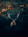 thumbnail Deer in the forest
