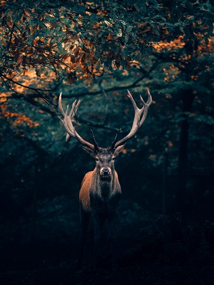 puzzle model Deer in the forest