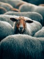 thumbnail Sheep's head