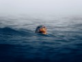 thumbnail Seal face