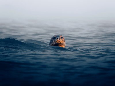 puzzle model Seal face