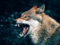 thumbnail Loup menaçant