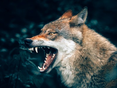 puzzle model Loup menaçant