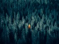 thumbnail yellow tree