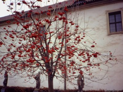 puzzle model Red Tree