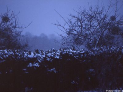 puzzle model Winter