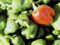 thumbnail Peppers