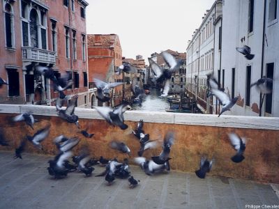 puzzle model Pigeons