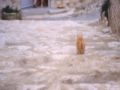 thumbnail Cat