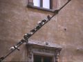 thumbnail Pigeons