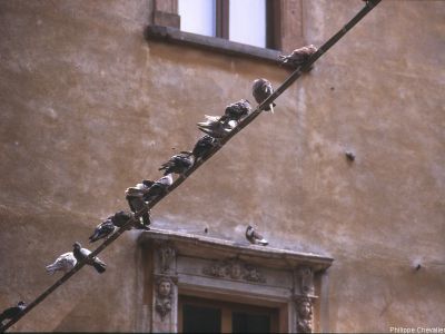 puzzle model Pigeons