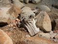 thumbnail The Stump