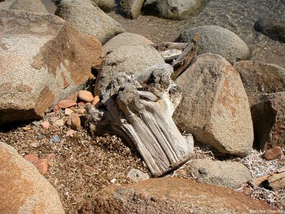 puzzle model The Stump