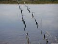 thumbnail Birds Into A Marsh