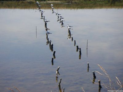 puzzle model Birds Into A Marsh