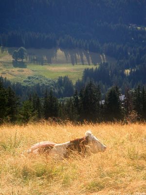 puzzle model Alpes 04