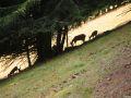 thumbnail Alpes 05