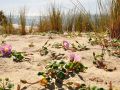 thumbnail Dune Du Pilat