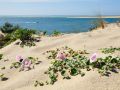 thumbnail Dune Du Pilat