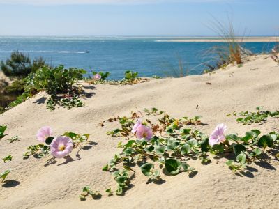 puzzle model Dune Du Pilat